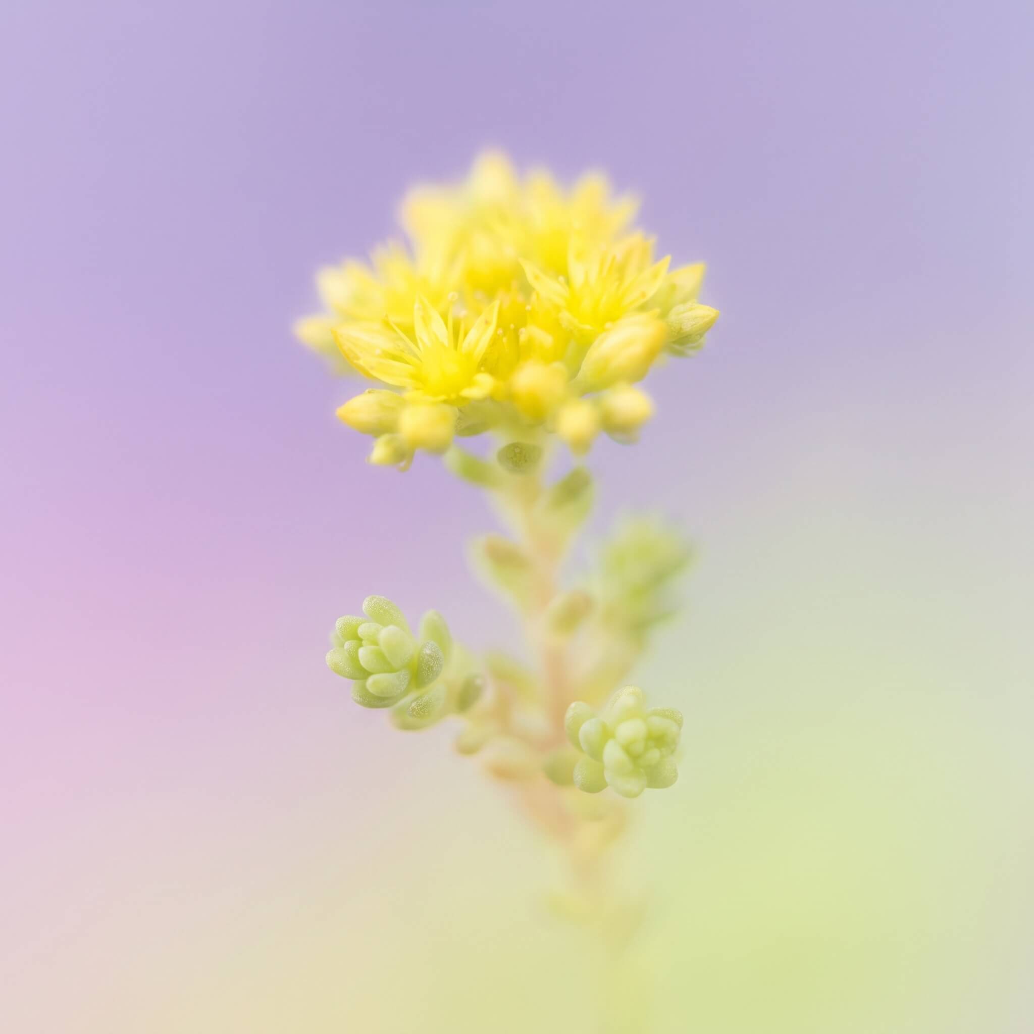 Harilik kukehari (Sedum acre) õitsemas