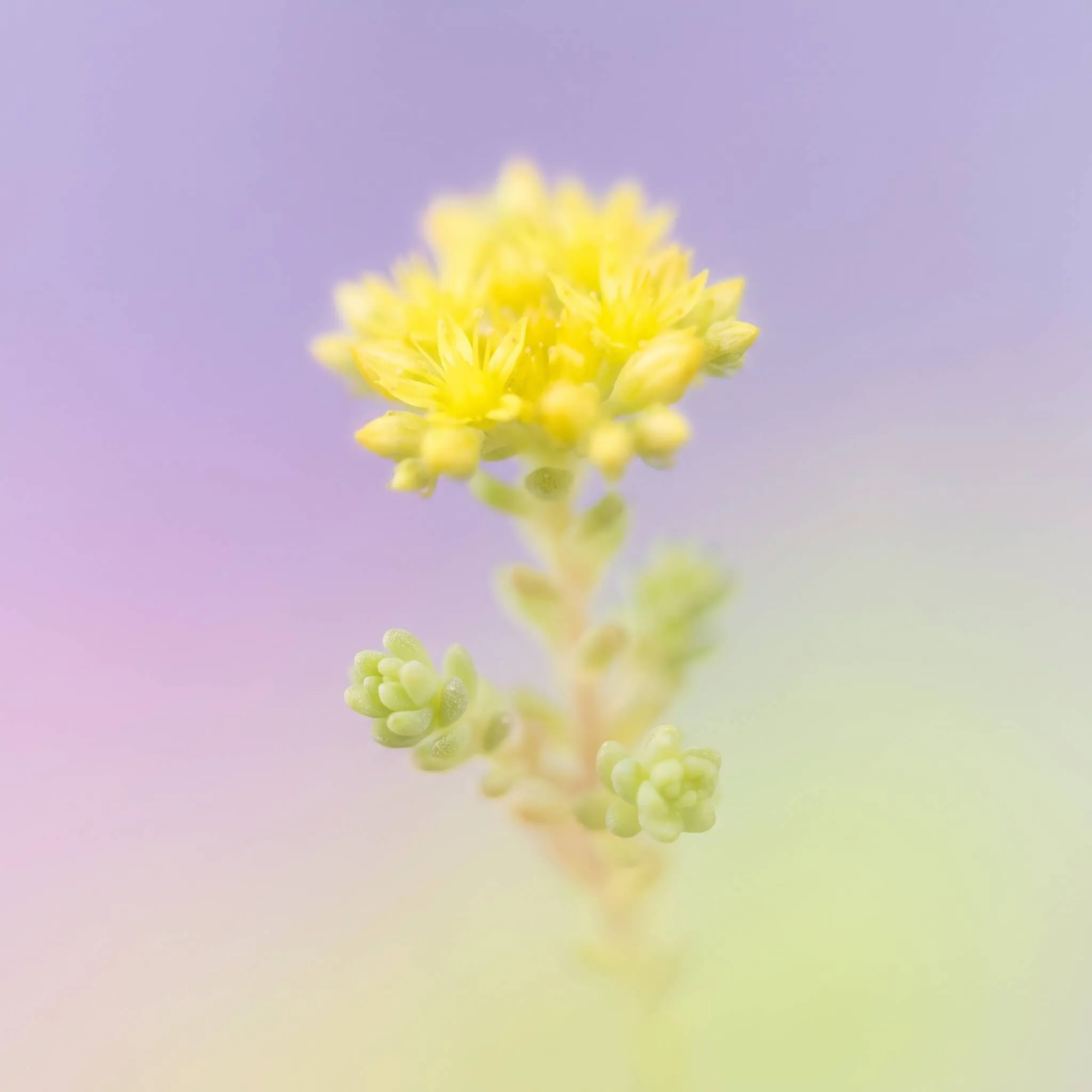 Harilik kukehari (Sedum acre) õitsemas