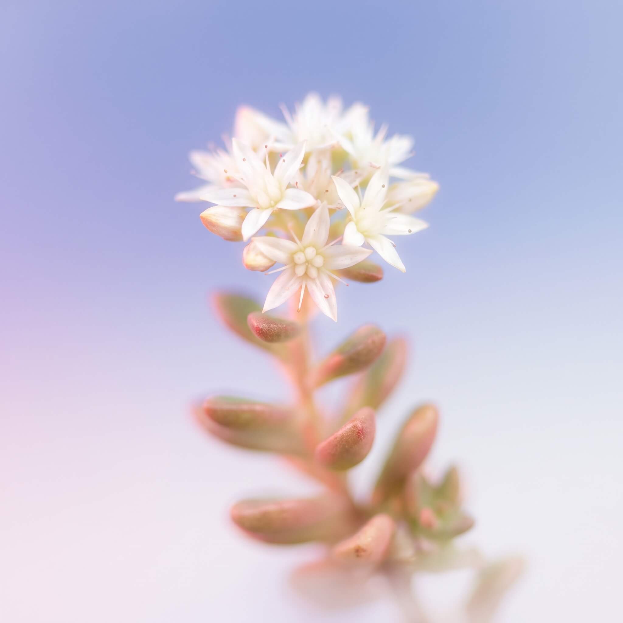 Valge kukehari (Sedum album) õitsemas