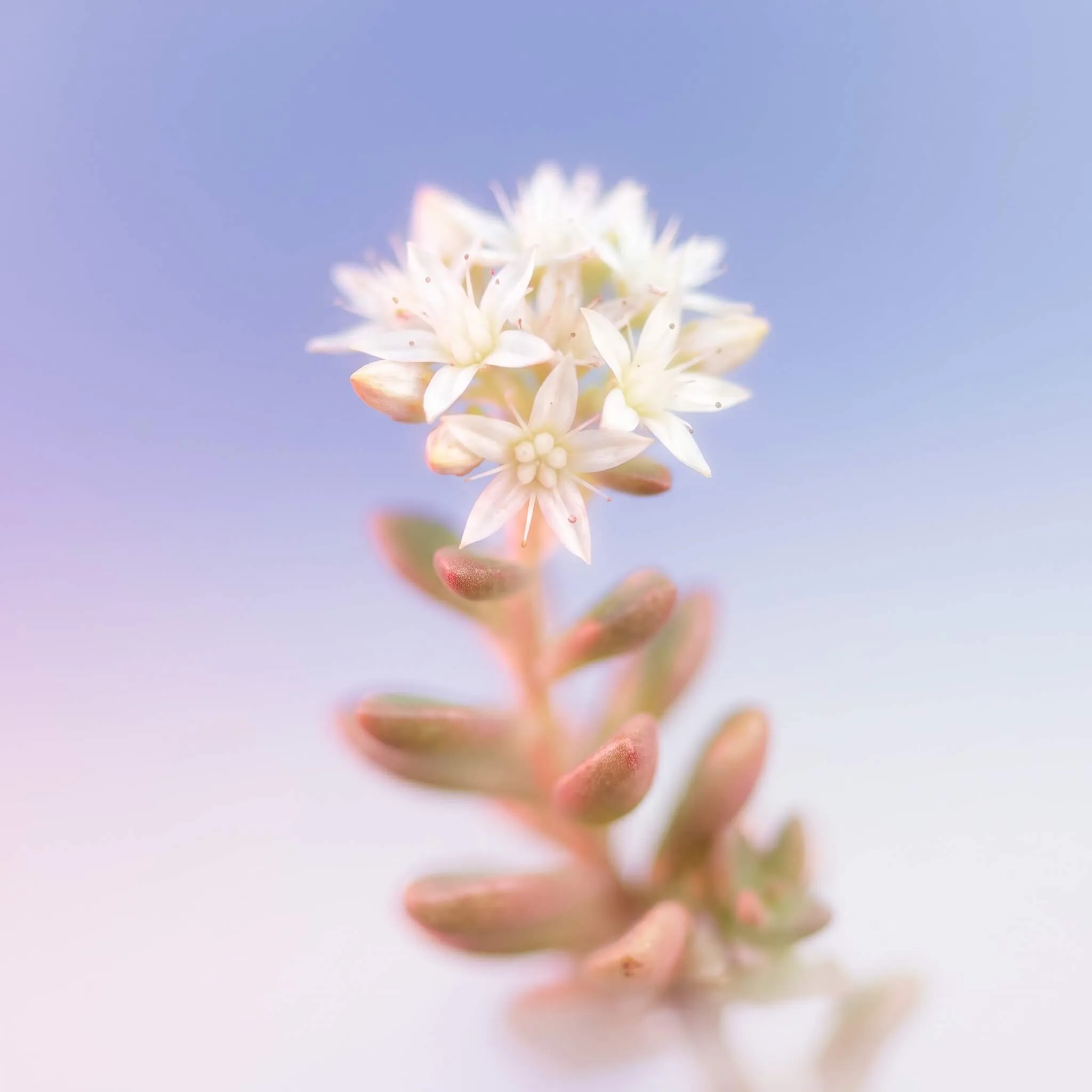 Valge kukehari (Sedum album) õitsemas