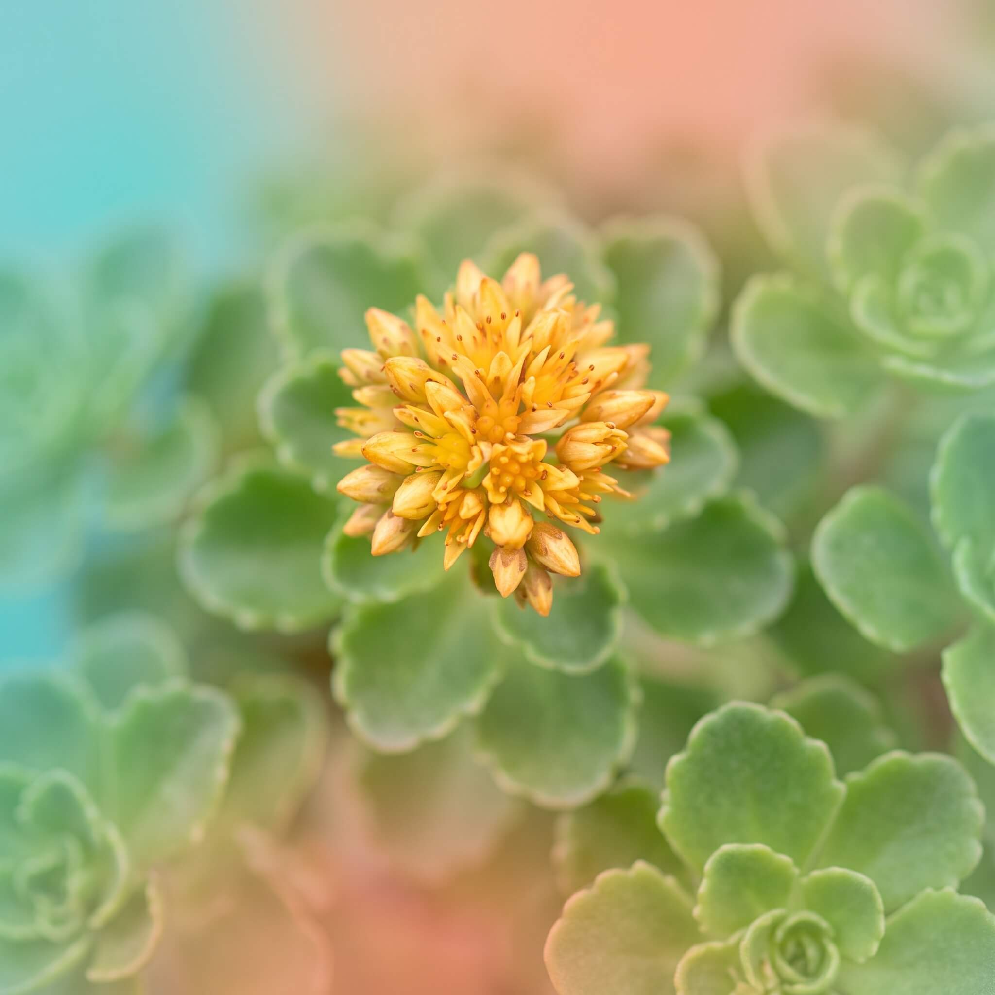 Kamtšatka kukehari (Sedum kamtschaticum) õitsemas