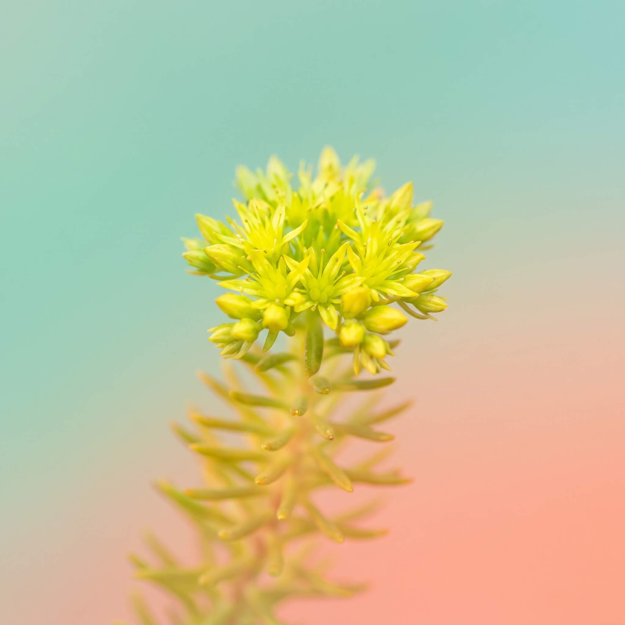 Kalju-kukehari (Sedum reflexum / 'Angelina') õitsemas