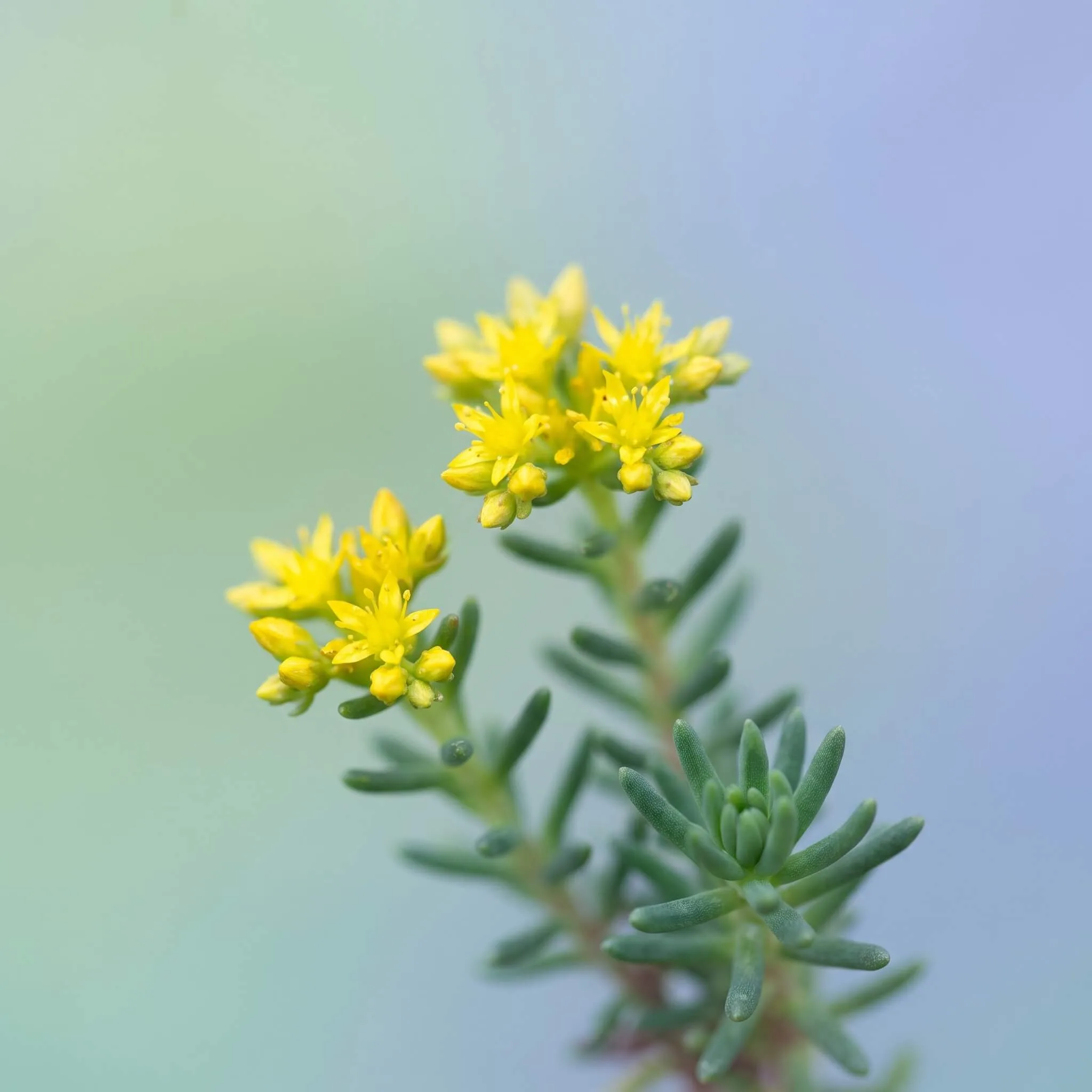 Kuuetine kukehari (Sedum sexangulare) õitsemas