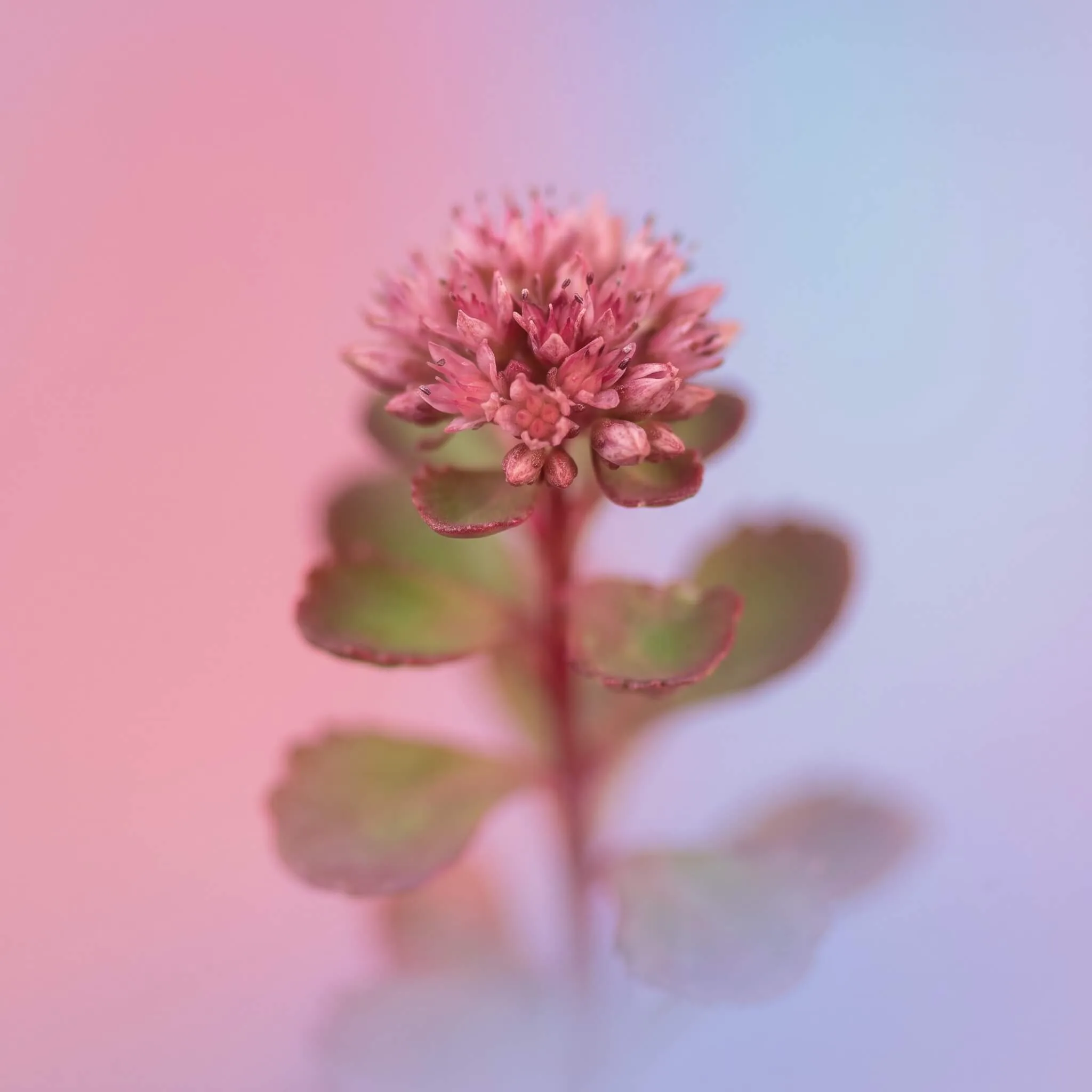 Kaukaasia kukehari (Sedum spurium 'Summer Glory') õitsemas