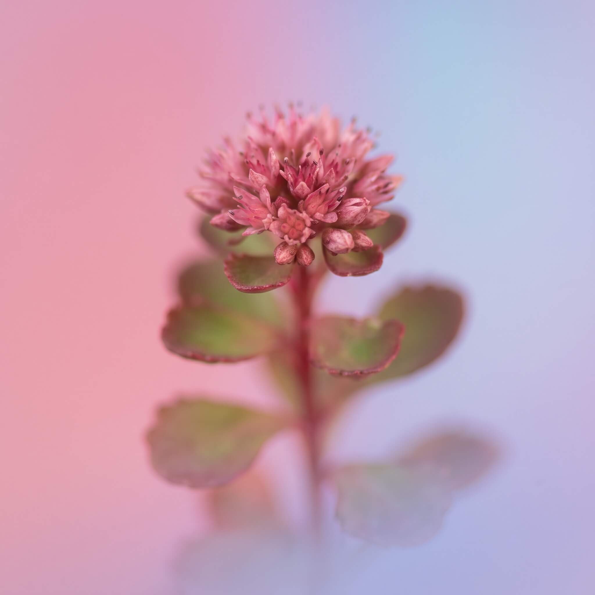 Kaukaasia kukehari (Sedum spurium 'Summer Glory') õitsemas